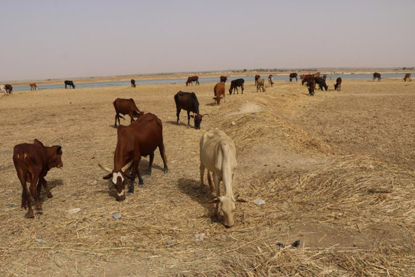 Région de Gao : La cachexie décime le bétail