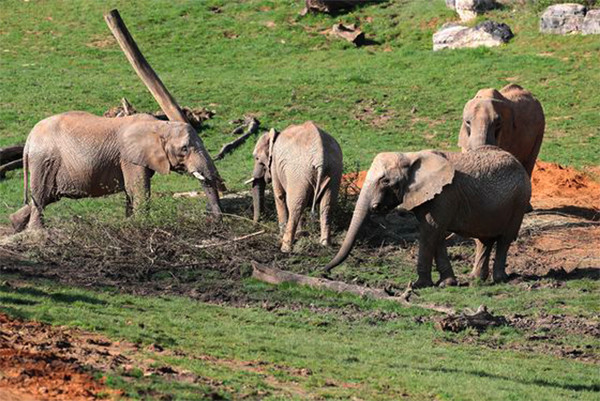 Protection de la biodiversité : Le déclin des éléphants
