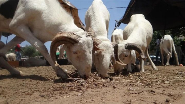 Mali : Les moutons courent les rues à Bamako pour la Tabaski