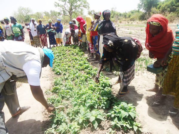 Journée internationale de la femme  rurale : Focus  sur la sécurité alimentaire et Nutritionnelle