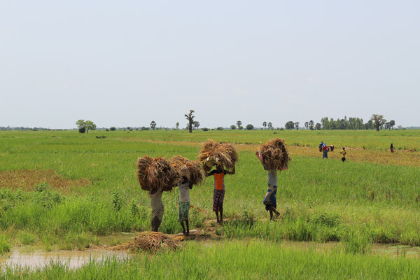 Office du Niger : 800.000 tonnes de riz attendues