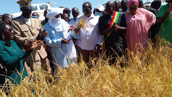 Aménagements hydro-agricoles : Pariis-Mali soulage la population de Kissakoro
