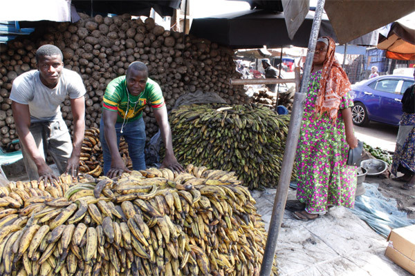 Banane plantain : Un business florissant