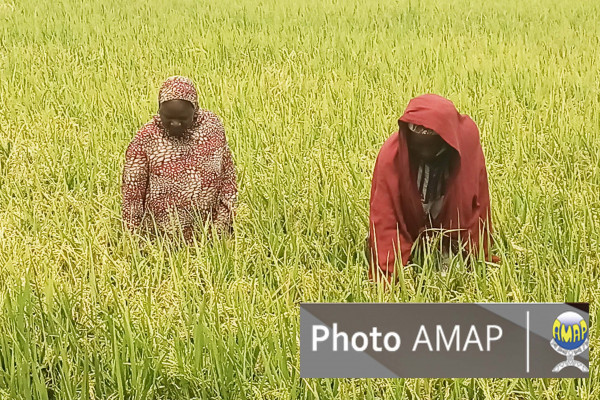 Production agricole : Les femmes rurales bousculent les traditions
