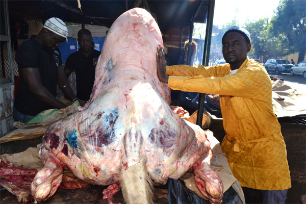 Viande de dromadaire : De plus en plus prisée par les Bamakois
