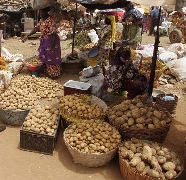 Culture de la pomme de terre à Sikasso : La cherté de la semence et de l’engrais douche les espoirs des producteurs
