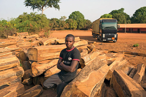Afrique : Forte pression sur le bois de rose