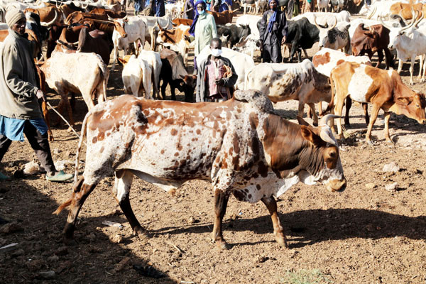 #Mali: Viande et sous produits d’abattage : La transformation industrielle pour ajouter de la valeur