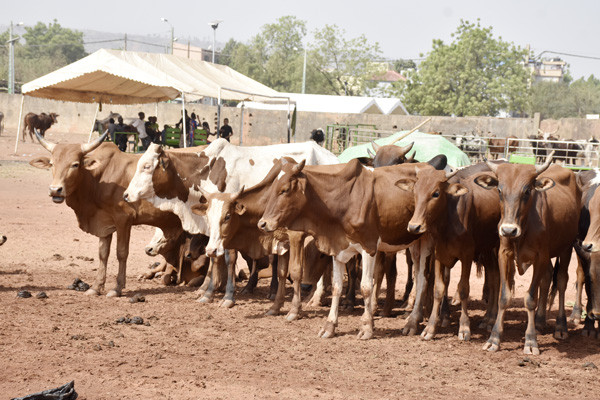 #Mali: Vente promotionnelle de bovins : Près de 3.820 têtes sur les marchés du district et des régions