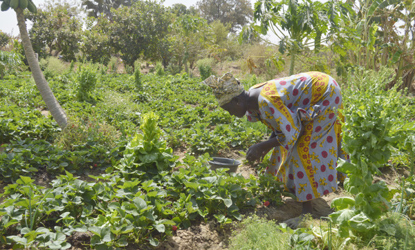 #Mali : Chata Keïta : Une passionnée d’agriculture