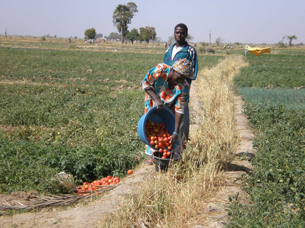#Mali : Recensement général agricole : Les acteurs du monde rural auront bientôt des numéros d’identification unique