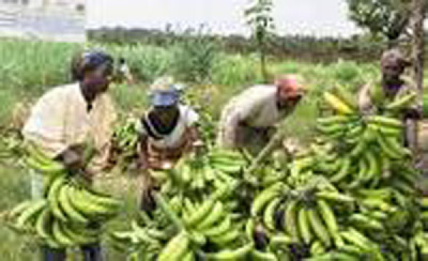 #Mali : Commerce de la banane plantain : Entre tracasseries routières et problèmes de conservation