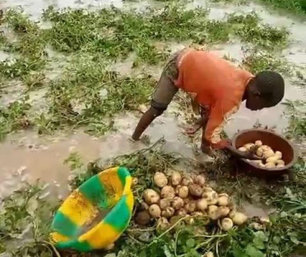 Pluies torrentielles à Sikasso : Des morts et des champs de pomme de terre ravagés