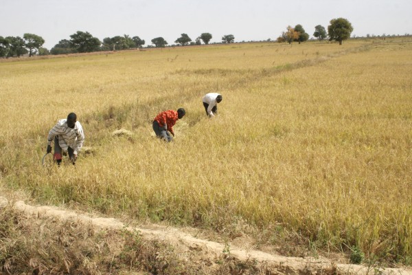 Office du Niger : Le grand pari du renouveau