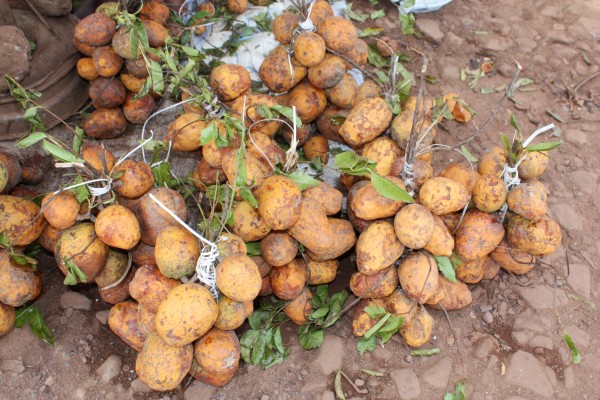 Zaban : Le petit fruit qui régale et nourrit une économie discrète