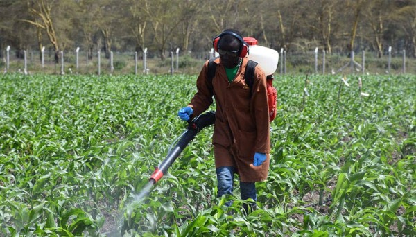 Pesticides agricoles : Quand le remède peut devenir un danger